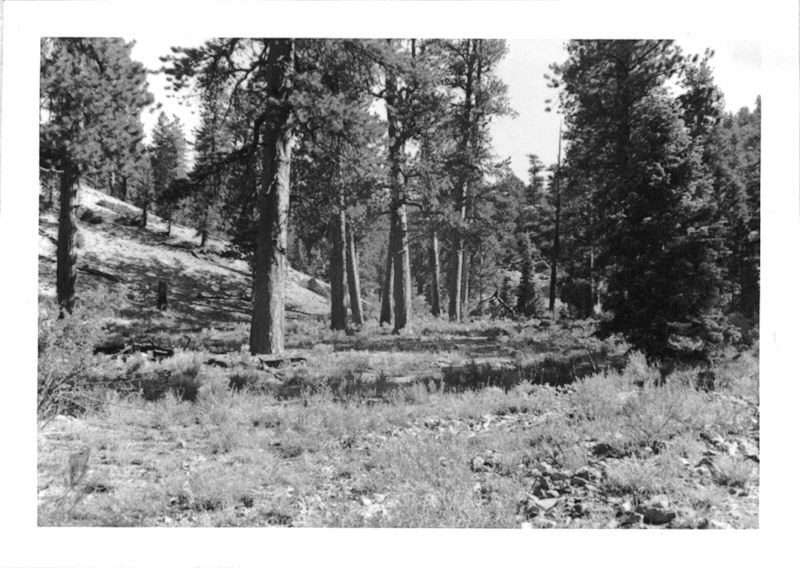 Branch of Deadman's Canyon, June 10, 1940.