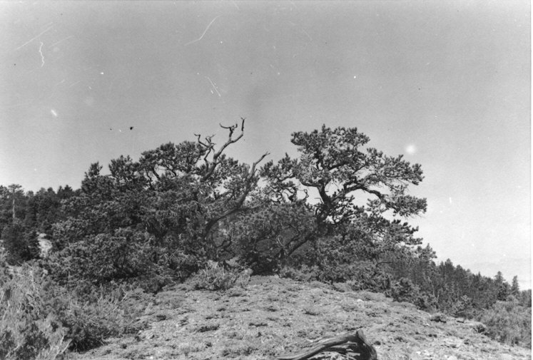 Summit of main ridge, Sheep Mountains, Nevada. June 25, 1940.