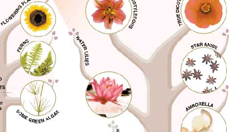 tree of life evolution. on a New Tree of Life