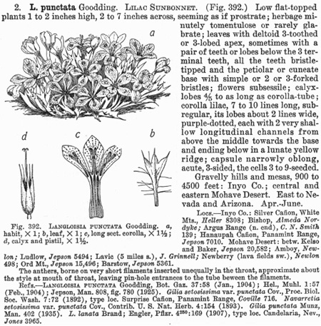 Scanned treatment from A Flora of California