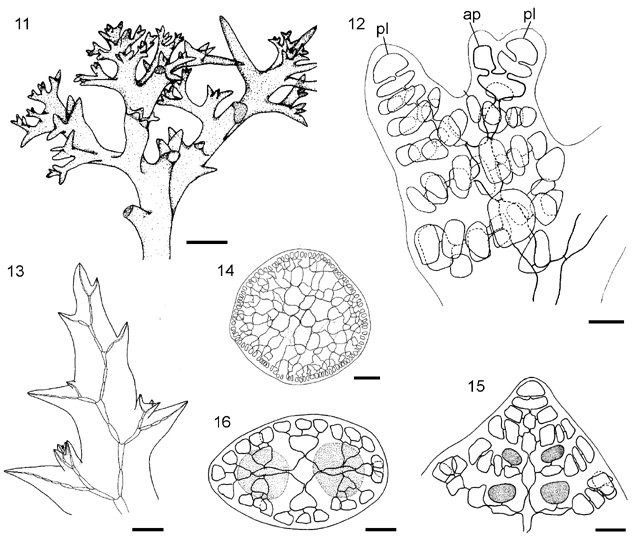 Tapeinodasya plate