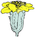 color drawing of a Constancea bloom