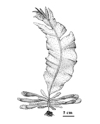 drawing of Alaria taeniata