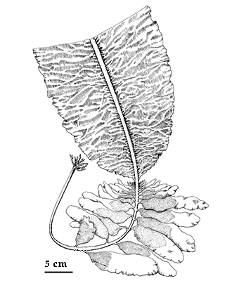 drawing of Alaria fragilis