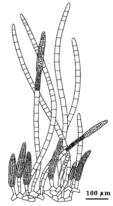drawing of Compsonema serpens