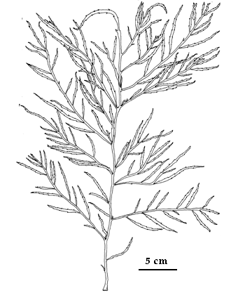 drawing of Desmarestia latifrons