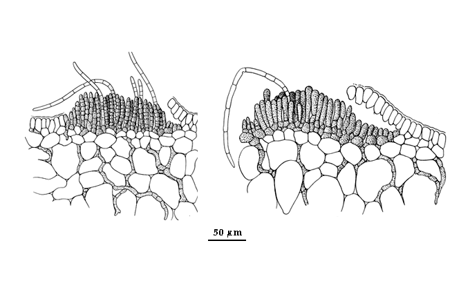 drawing of Gononema aecidioides