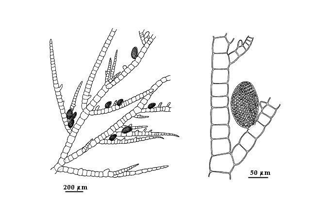 drawing of Hincksia granulosa