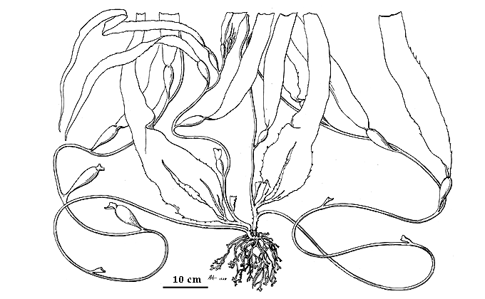 drawing of Macrocystis integrifolia
