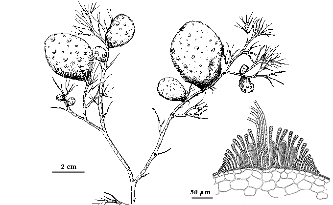 drawing of Soranthera ulvoidea