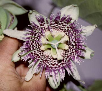 Passion flower