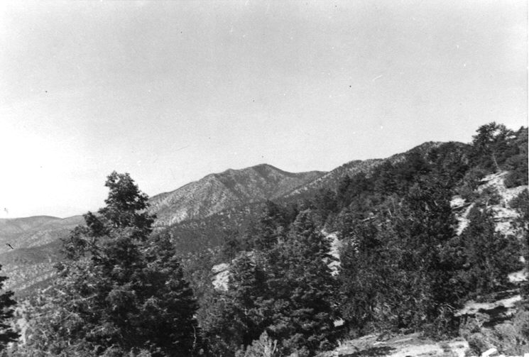East slopes, Sheep Mountains, Nevada, near top of divide, June 25, 1940.
