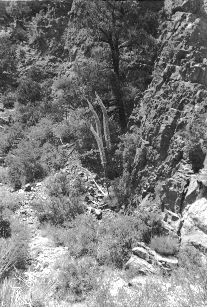 Deadmans Canyon.