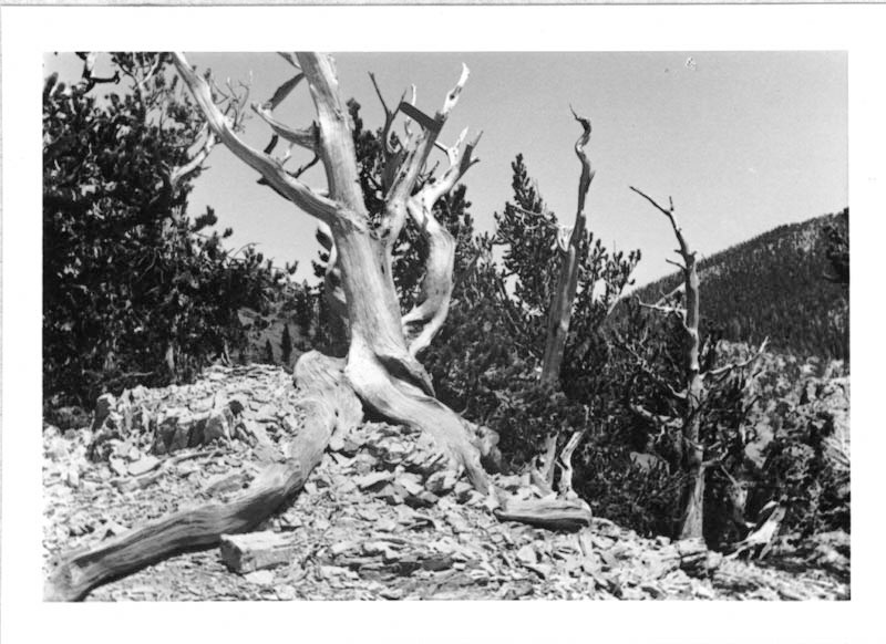 Pinus aristata, Deer Creek, Kyle Canyon, Spring Mountains, Clark County, Nevada.