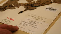 mounted herbarium specimen of Arctostaphylos glandulosa with plant and label visible