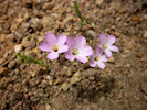 Photo of small pink flowers of Linanthus bernardinus (Pioneertown Linanthus)