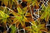 moss photo