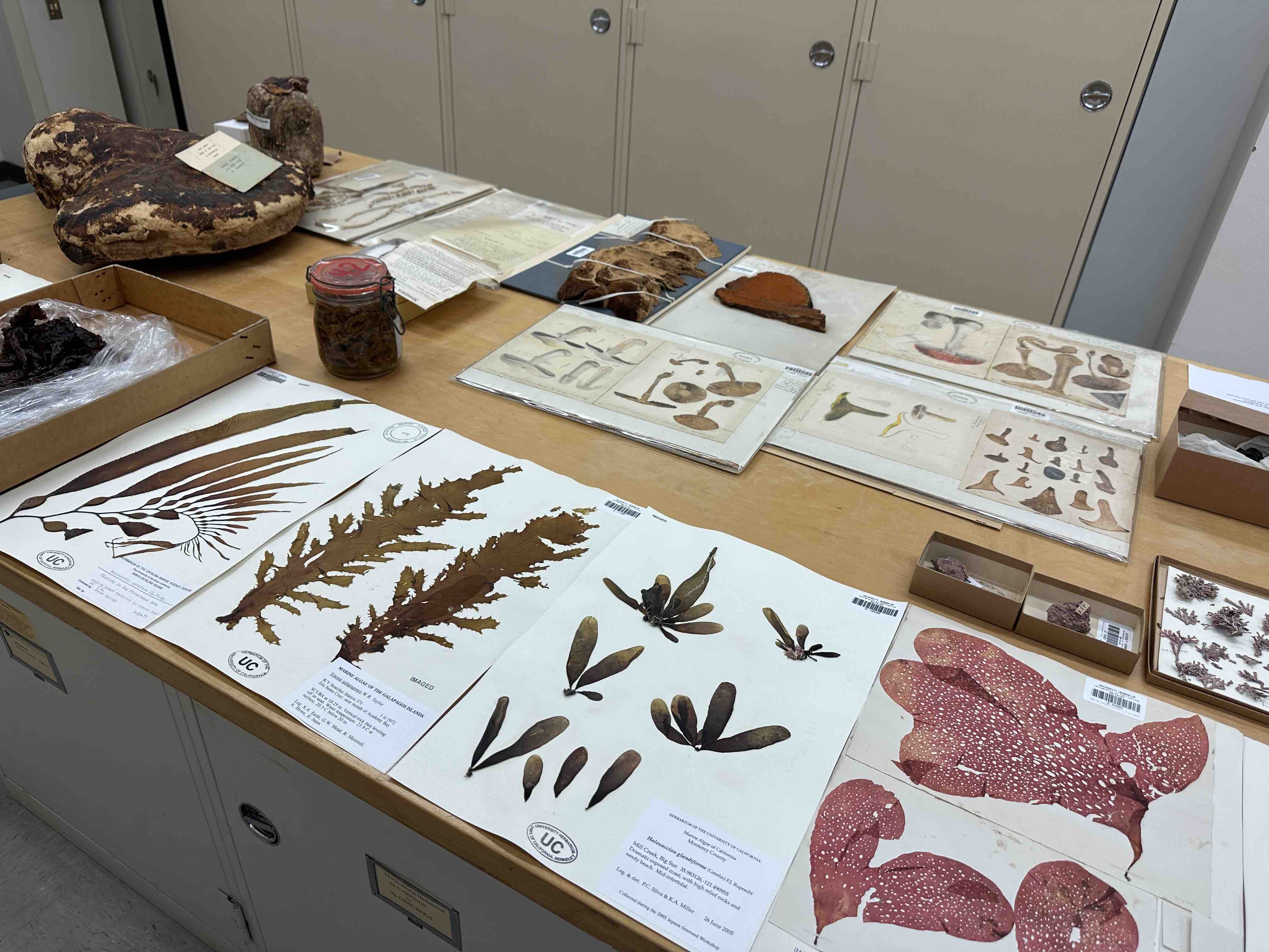 herbarium tour specimens