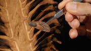 close-up photo of a winged Coulter pine seed with a dissected cone in the background