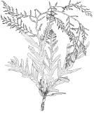 drawing of the brown seaweed Cystoseira osmundacea