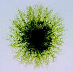 moss image