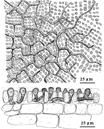  drawing of Acrochaete geniculata 