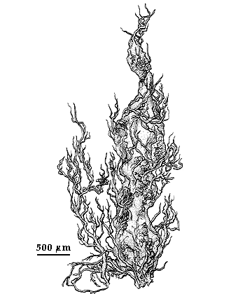 drawing of Blidingia minima var. subsalsa 