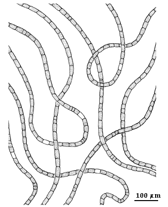  drawing of Rhizoclonium tortuosum 