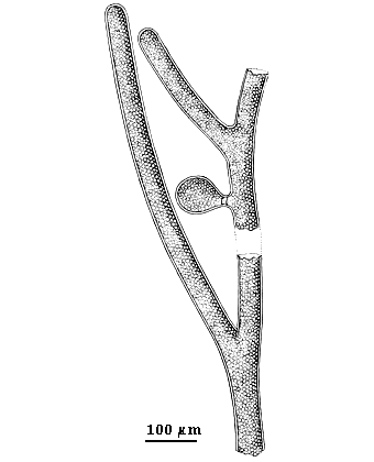  drawing of Derbesia marina_S 