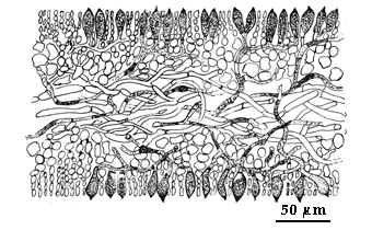 drawing of Endophyton ramosum