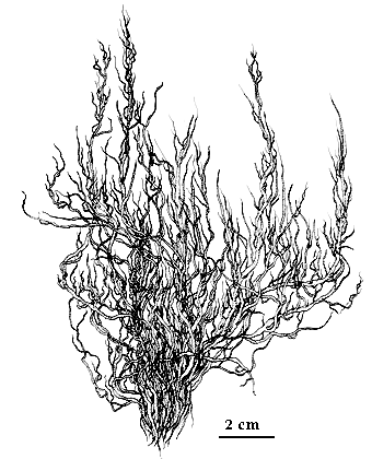 drawing of Enteromorpha clathrata