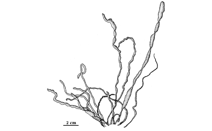 drawing of Enteromorpha intestinalis