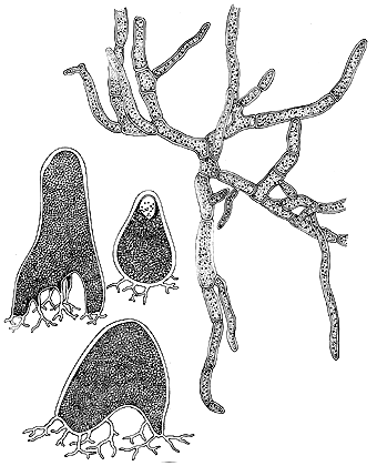  drawing of Gomontia polyrhiza 