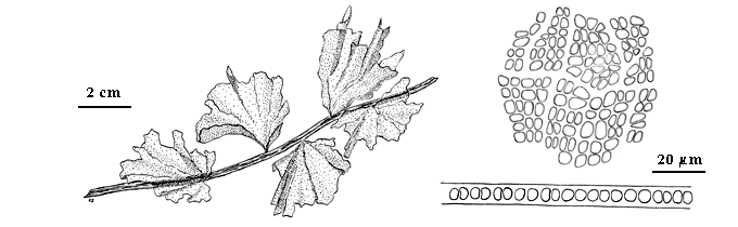  drawing of Kornmannia leptoderma 