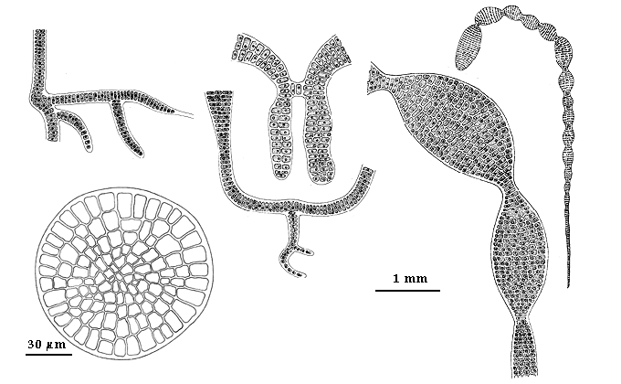  drawing of Rosenvingiella constricta 