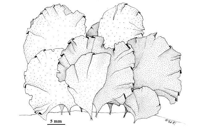 drawing of Ulva californica