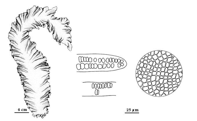  drawing of Ulva stenophylla 