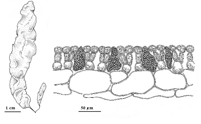 drawing of Coilodesme bulligera