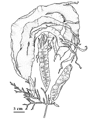 drawing of Coilodesme californica