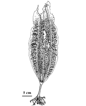  drawing of Costaria costata 