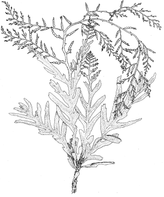 drawing of Cystoseira osmundacea