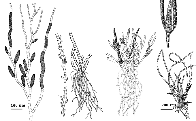  drawing of Ectocarpus commensalis 