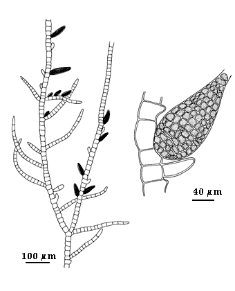drawing of Feldmannia irregularis