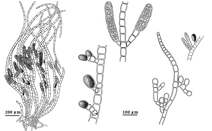  drawing of Feldmannia simplex 