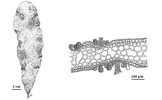  drawing of Halorhipis winstonii 