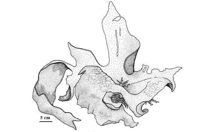  drawing of Hedophyllum sessile 