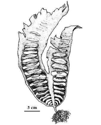  drawing of Laminaria bongardiana 