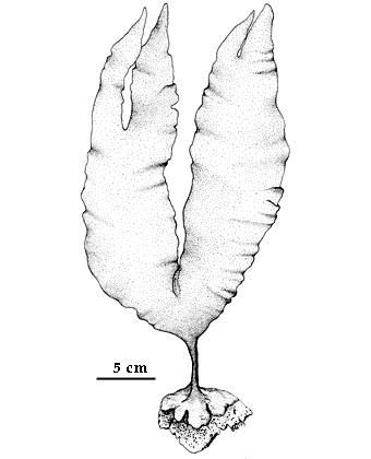  drawing of Laminaria yezoensis 