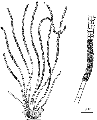 drawing of Leptonematella fasciculata