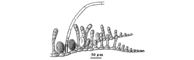  drawing of Myrionema strangulans 
